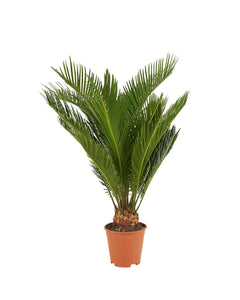 Cycas revoluta - Sago Palm - Root Houseplants