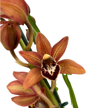 Load image into Gallery viewer, Cymbidium hybrid - Root Houseplants
