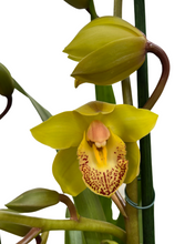 Load image into Gallery viewer, Cymbidium hybrid - Root Houseplants
