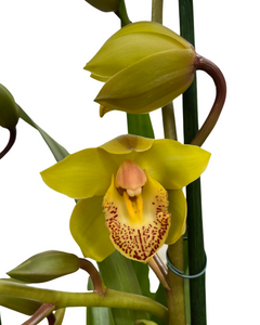 Cymbidium hybrid - Root Houseplants