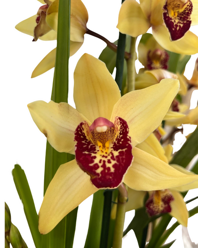 Cymbidium hybrid - Root Houseplants