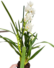 Load image into Gallery viewer, Cymbidium hybrid - Root Houseplants
