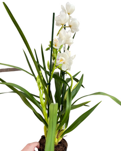 Cymbidium hybrid - Root Houseplants