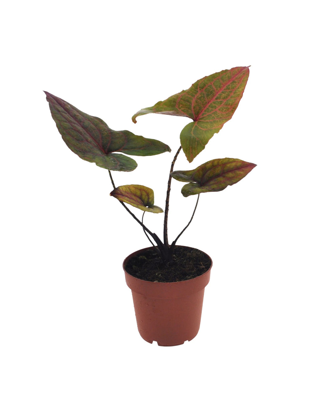 Cyrtosperma johnstonii - Alocasia 'Black Jack' - Root Houseplants
