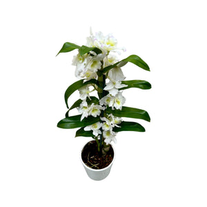 Dendrobium Spring Dream gx nobile 'Apollon' (1 branch) - Root Houseplants