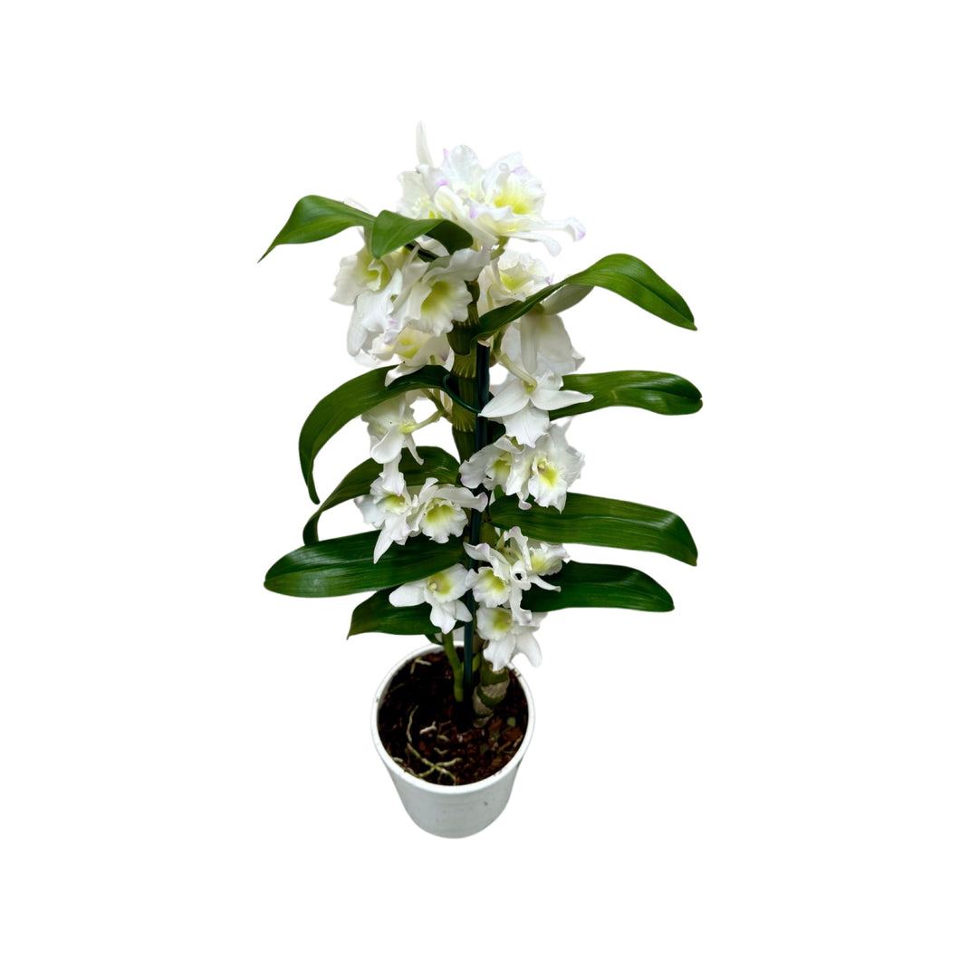 Dendrobium Spring Dream gx nobile 'Apollon' (1 branch) - Root Houseplants