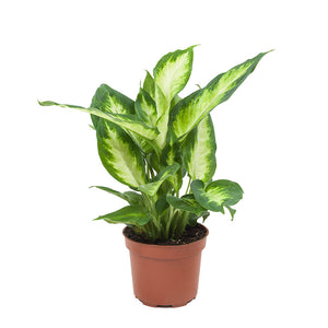 Dieffenbachia 'Camille' - Root Houseplants