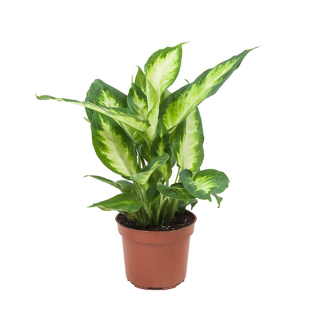 Dieffenbachia 'Camille' - Root Houseplants