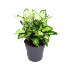 Charger l&#39;image dans la galerie, Dieffenbachia &#39;Cool Beauty&#39; - Root Houseplants

