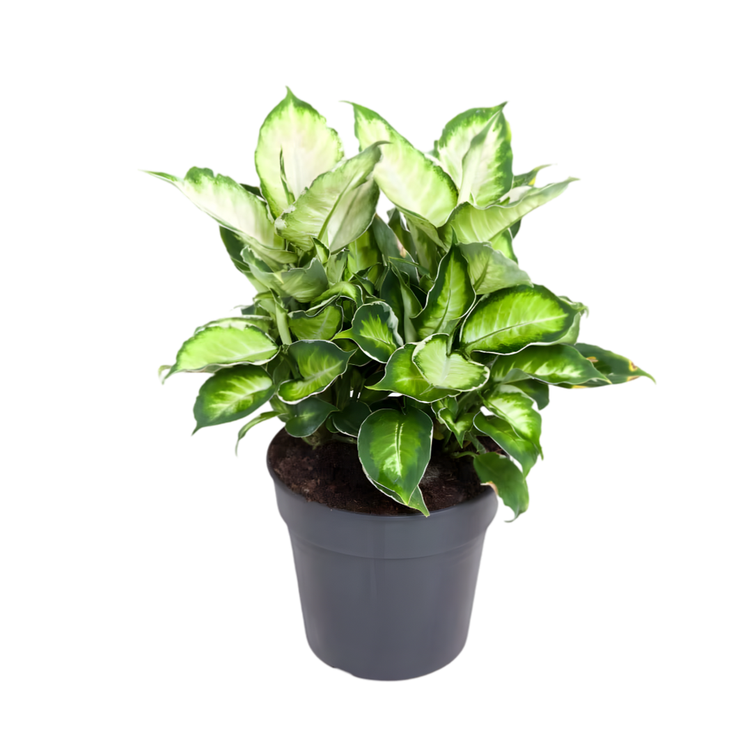 Dieffenbachia 'Cool Beauty' - Root Houseplants