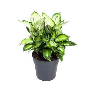 Dieffenbachia 'Cool Beauty' - Root Houseplants
