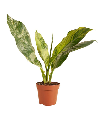 Dieffenbachia daguensis aurea 'Big Ben' - Root Houseplants