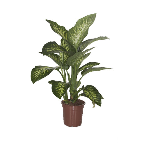 Dieffenbachia 'Reeva' - Root Houseplants