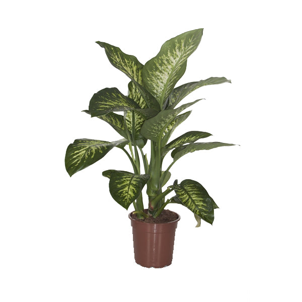 Dieffenbachia 'Reeva' - Root Houseplants