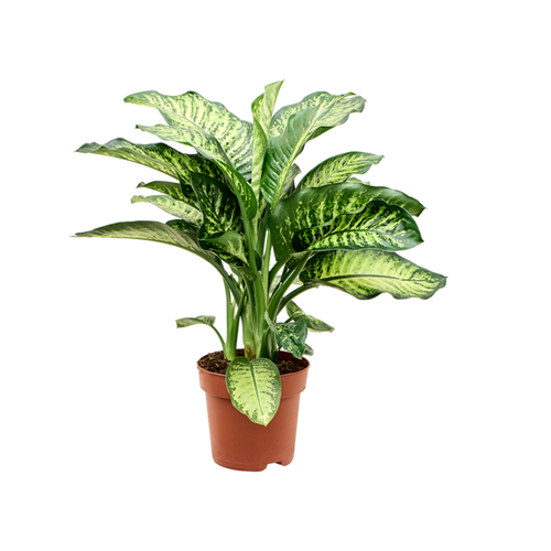 Dieffenbachia seguine 'Mars' - Root Houseplants