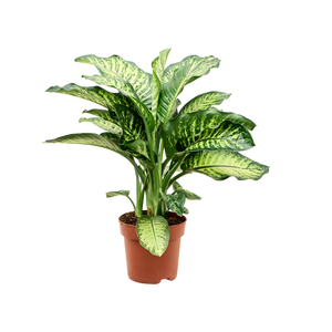 Dieffenbachia seguine 'Mars' - Root Houseplants