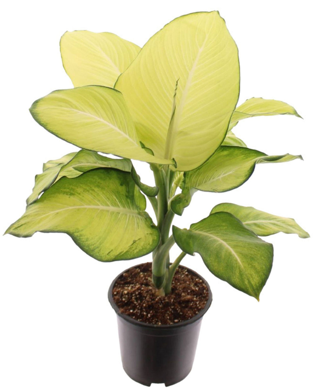 Dieffenbachia 'Tropic Marianne' - Root Houseplants