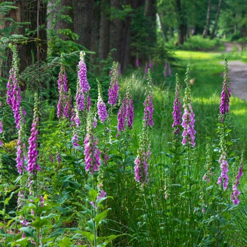 Digitalis purpurea 'Gloxiniiflora' - Foxglove - Root Houseplants