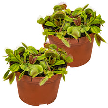 Load image into Gallery viewer, Dionaea muscipula - Venus Fly Trap - Root Houseplants
