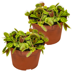 Dionaea muscipula - Venus Fly Trap - Root Houseplants