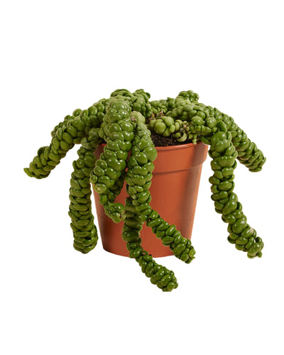 Dischidia nummularia sp. Dragon Jade - Root Houseplants