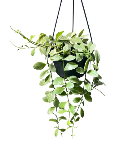 Dischidia oiantha 'White Diamond' - Root Houseplants