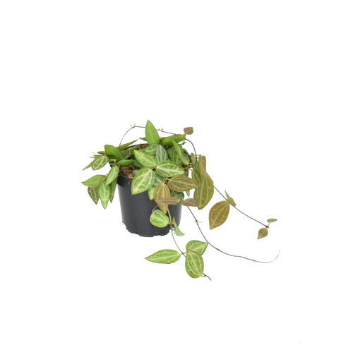 Dischidia ovata - Root Houseplants