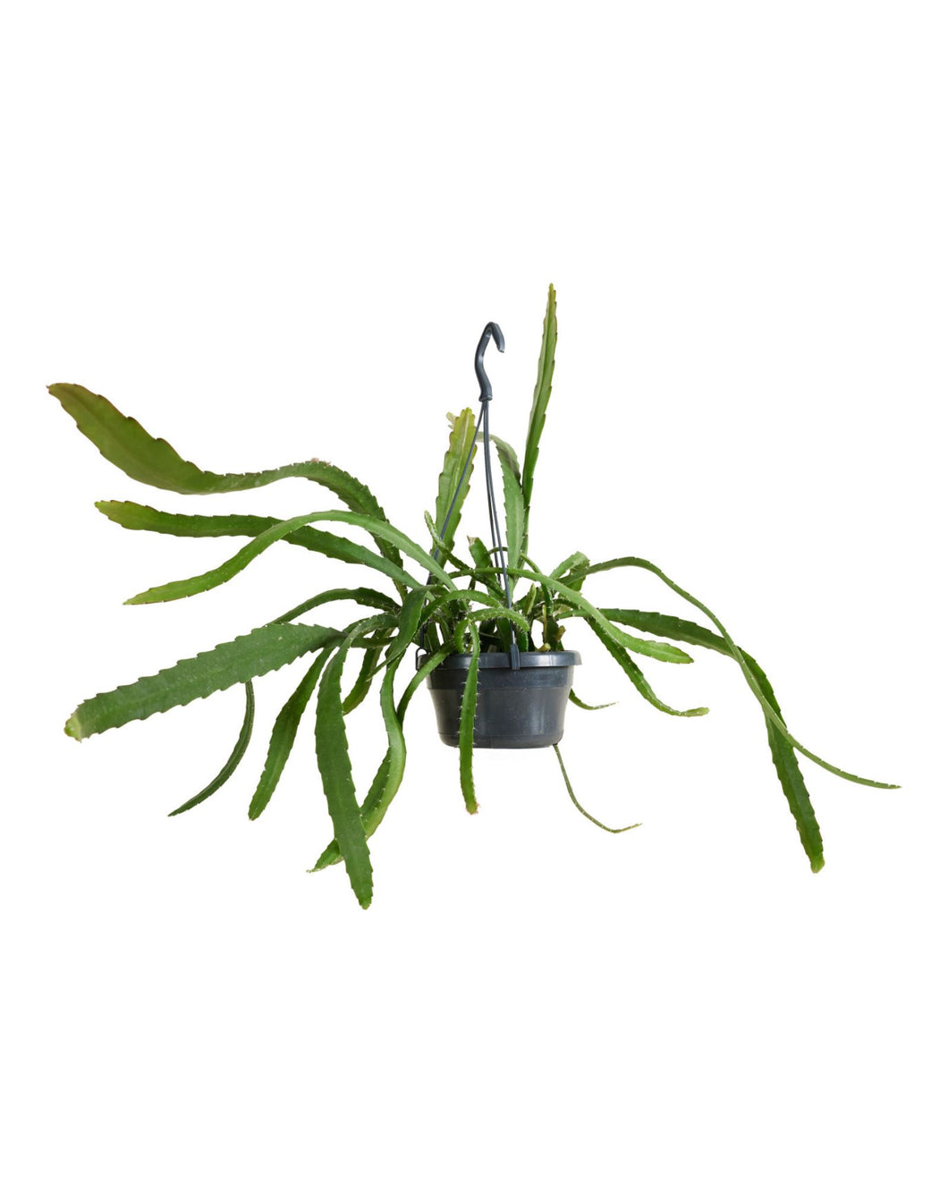 Disocactus ackermannii - Root Houseplants