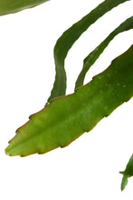 Load image into Gallery viewer, Disocactus ackermannii - Root Houseplants
