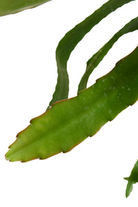Disocactus ackermannii - Root Houseplants