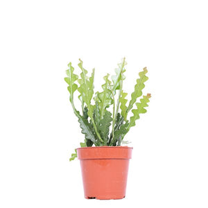 Disocactus anguliger (syn. Epiphyllum anguliger) - Root Houseplants