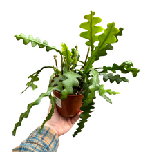 Charger l&#39;image dans la galerie, Disocactus anguliger (syn. Epiphyllum anguliger) - Root Houseplants
