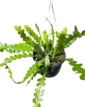 Charger l&#39;image dans la galerie, Disocactus anguliger (syn. Epiphyllum anguliger) - Root Houseplants
