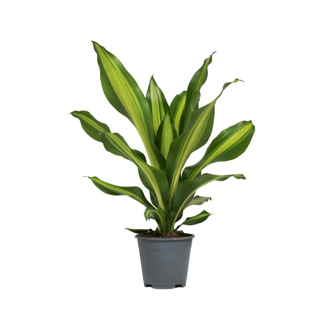 Dracaena fragrans Burley - Root Houseplants