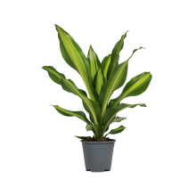 Load image into Gallery viewer, Dracaena fragrans Burley - Root Houseplants
