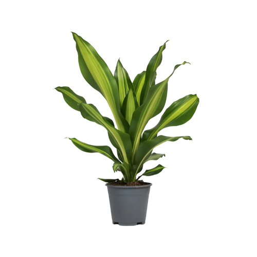 Dracaena fragrans Burley - Root Houseplants