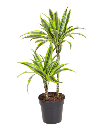 Dracaena fragrans 'Lemon Lime' - Root Houseplants