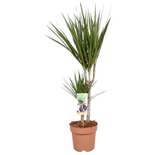 Load image into Gallery viewer, Dracaena marginata - Root Houseplants
