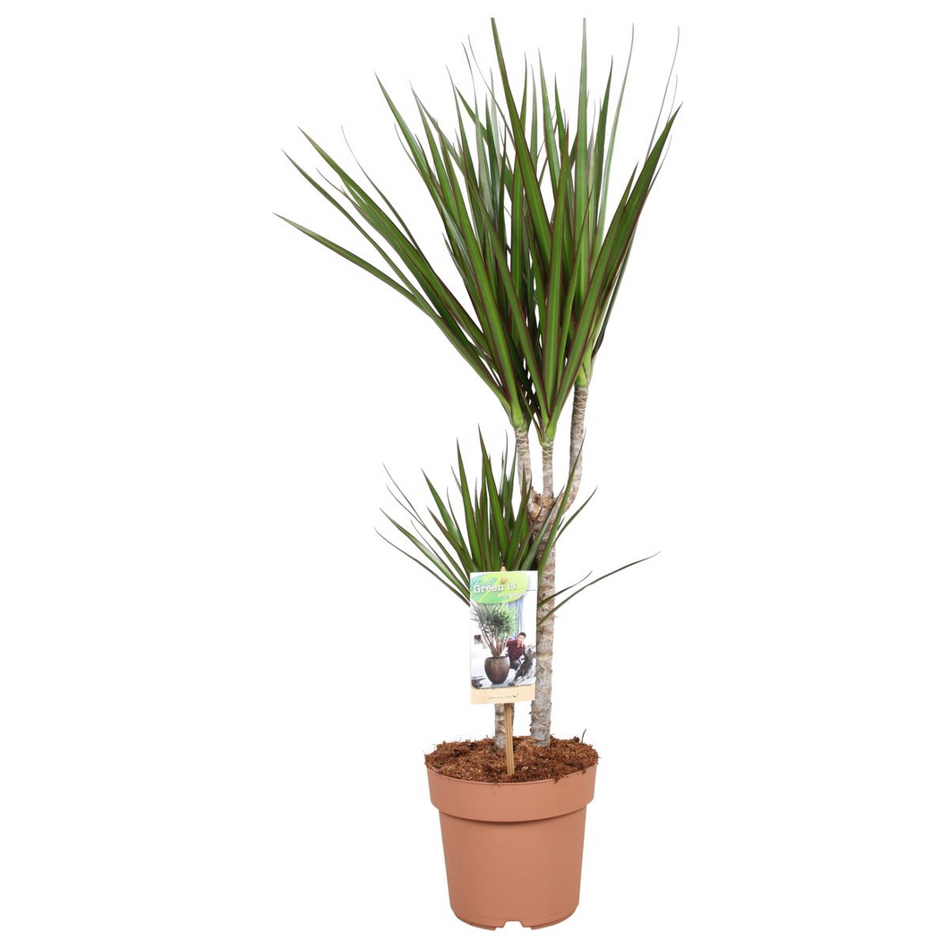Dracaena marginata - Root Houseplants