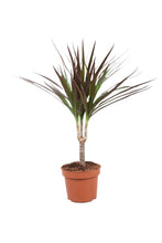 Load image into Gallery viewer, Dracaena marginata - Root Houseplants
