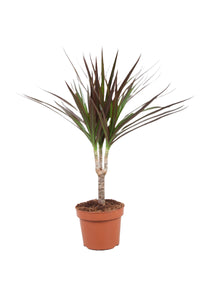 Dracaena marginata - Root Houseplants