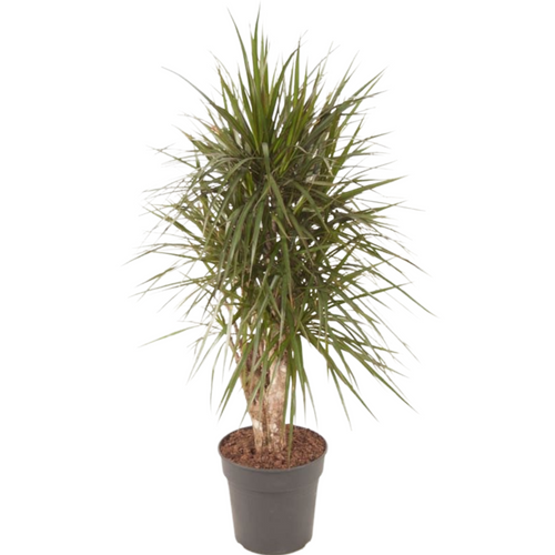 Dracaena marginata - Root Houseplants