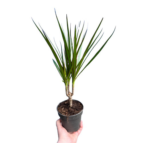 Dracaena reflexa var. Angustifolia (syn. Dracaena marginata) - Root Houseplants