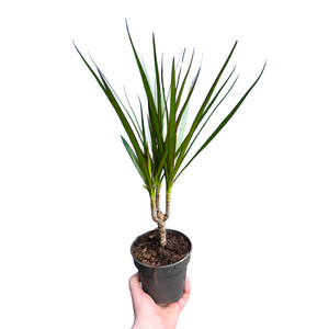 Dracaena reflexa var. Angustifolia (syn. Dracaena marginata) - Root Houseplants