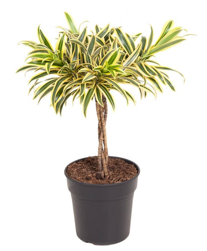 Dracaena 'Song Of India' - Root Houseplants
