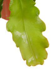 Load image into Gallery viewer, Epiphyllum cv. Fruhlingsgold - Root Houseplants
