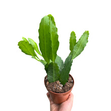 Load image into Gallery viewer, Epiphyllum cv. Fruhlingsgold - Root Houseplants
