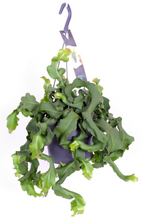 Load image into Gallery viewer, Epiphyllum hookeri subsp. guatemalense - Root Houseplants
