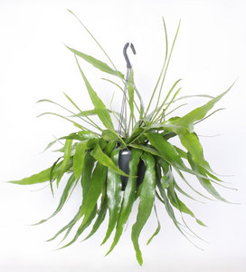 Epiphyllum pumilum - Root Houseplants