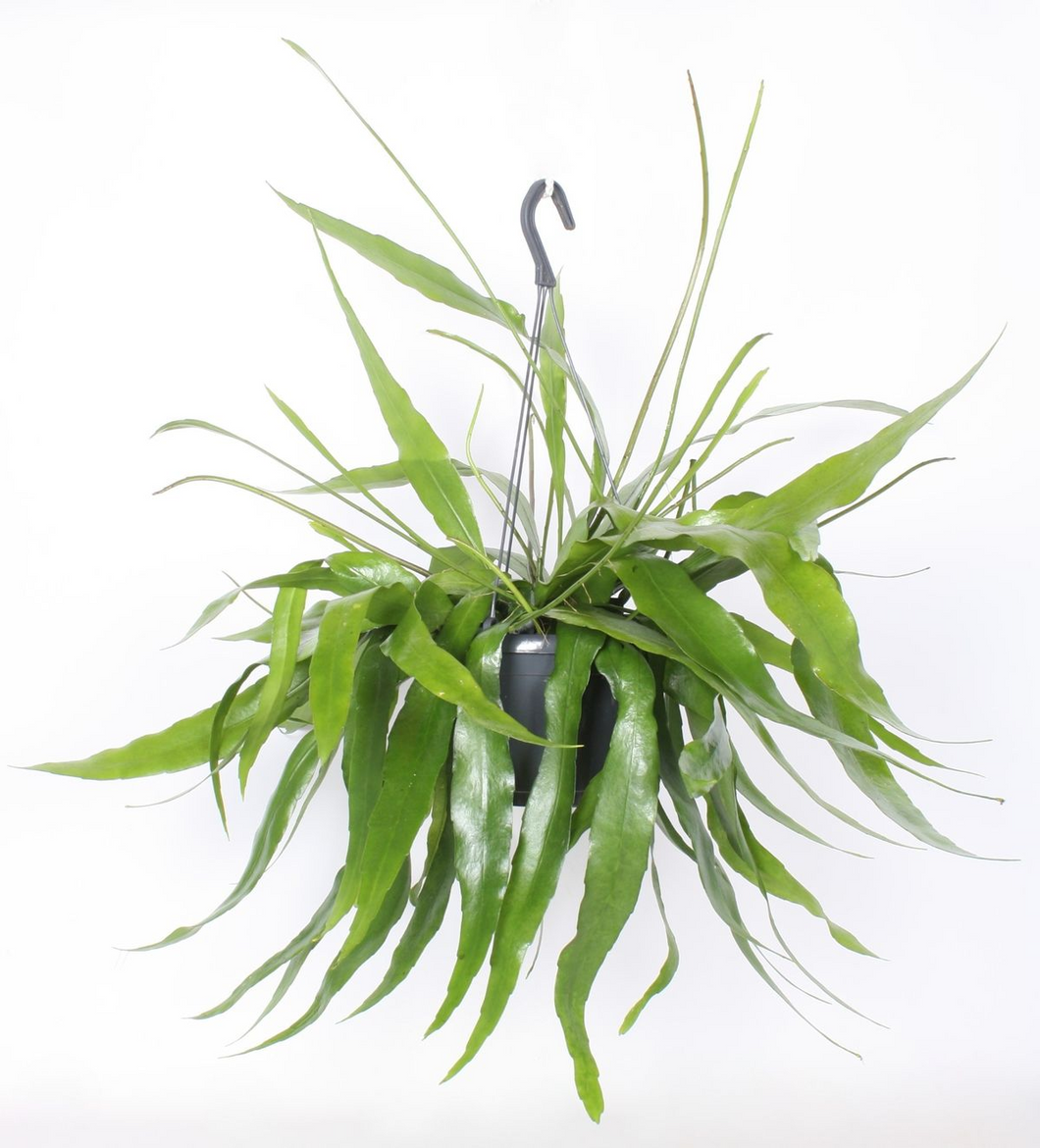Epiphyllum pumilum - Root Houseplants